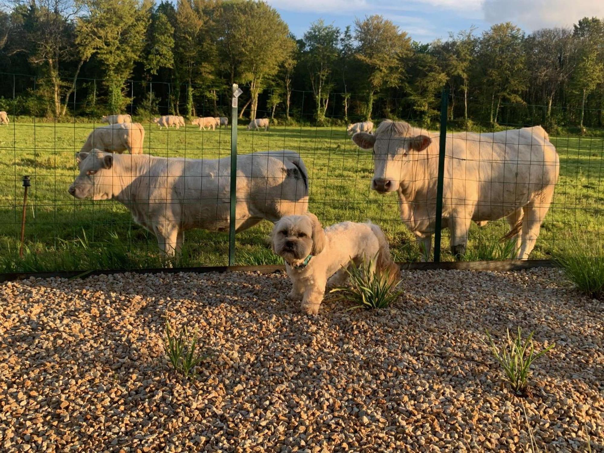 Brit Hotel Lannion-Perros Guirec المظهر الخارجي الصورة